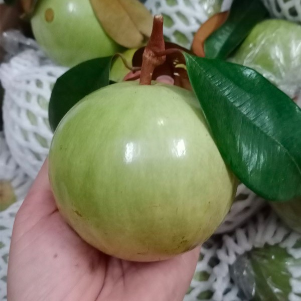 (HỘ KINH DOANH) GAMDANÂU